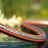 Furtun GARDENA SuperFlex (1 2") 50m