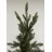 Brad decorativ Anma Anma Lena P15 220