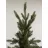 Brad decorativ Anma Lena P15 250