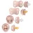 Suzeta Bibs Set 4 suzete BIBS Try-it Collection Blush (0-6 luni)