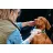 Servetele umede Explorer Dog Servetele umede biodegradabile Explorer Dog, 40 buc.