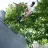 Trotineta Micro Trotineta Micro Ramp Black